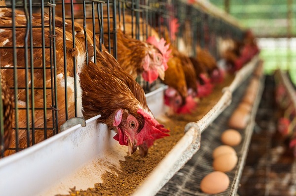 Fresh eggs from layer hens